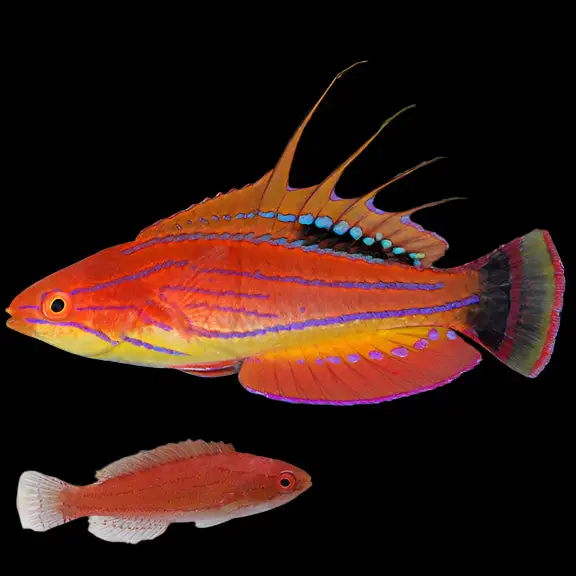 Wrasse: Carpenter Flasher