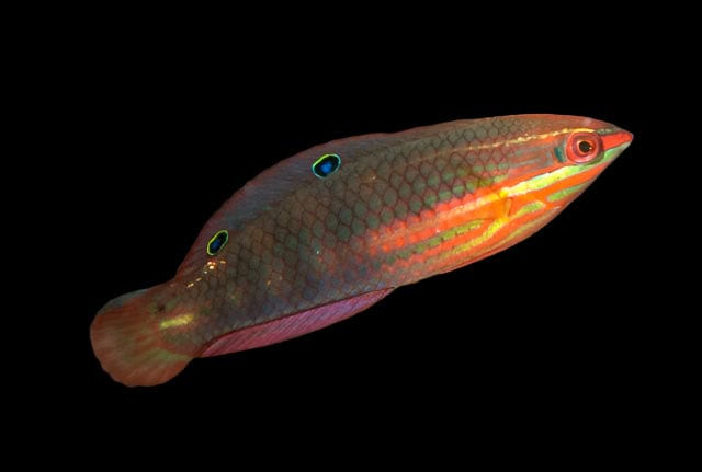 Wrasse: Christmas; Indo Pacific