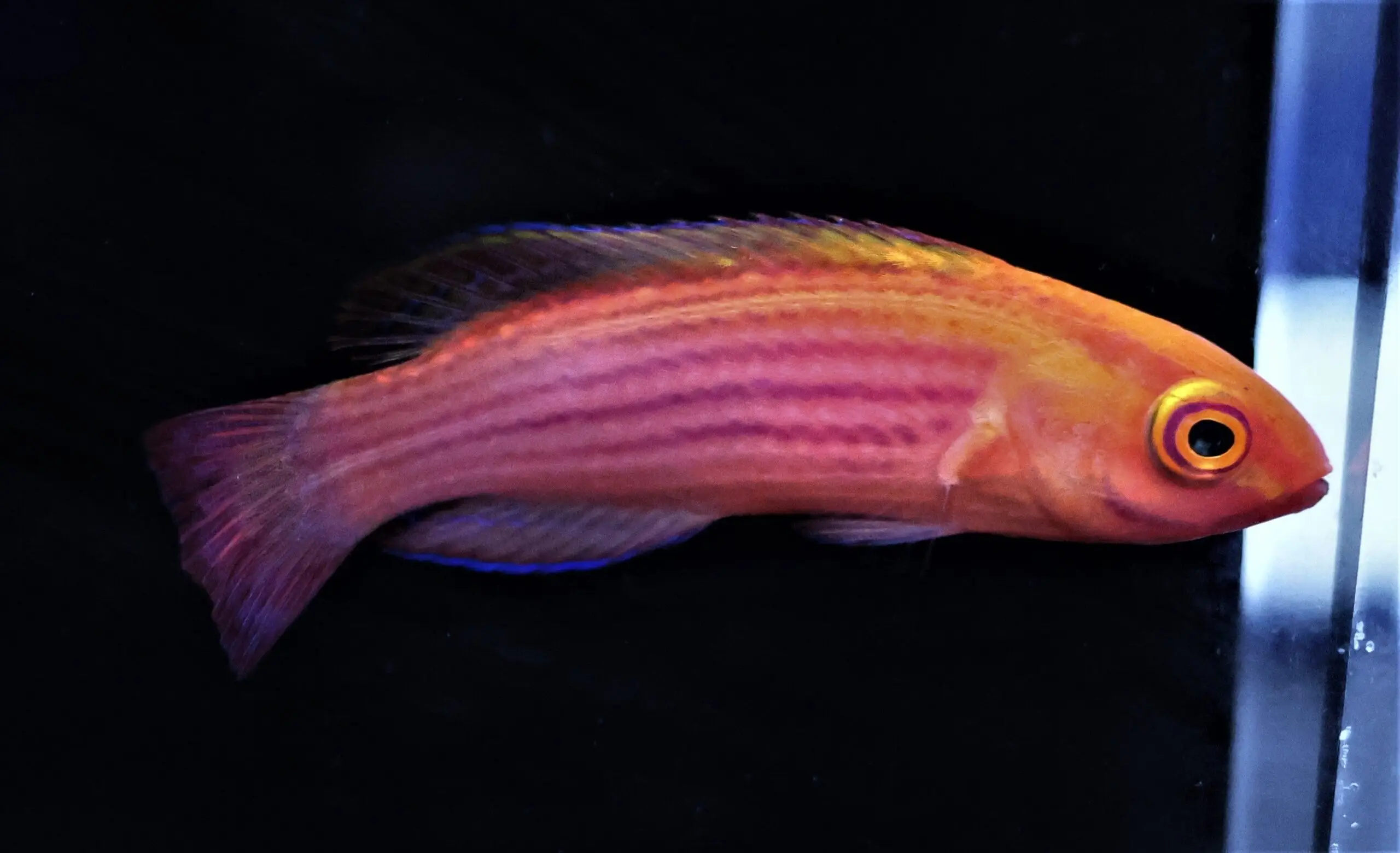 Wrasse: Earles; FEMALE; Mar