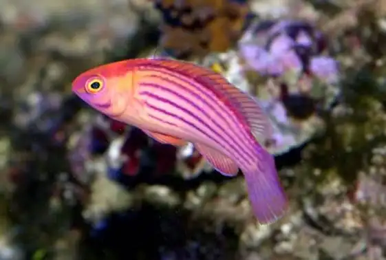 Wrasse: Earles; Male; Mar