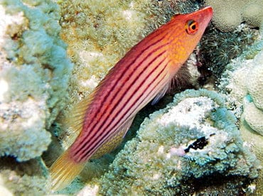 Wrasse: Eight Line