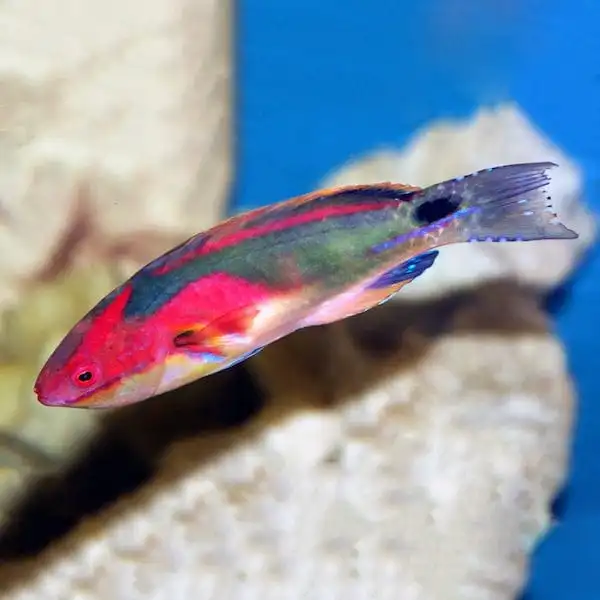 Wrasse: Exquisite Fairy; Afr.