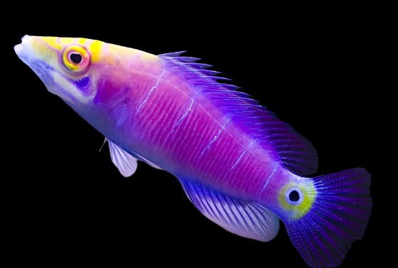 Wrasse: Five Bar Mystery; Mar.