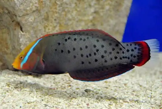 Wrasse: Formosa