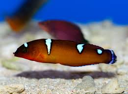 Wrasse: Formosa; Juv.