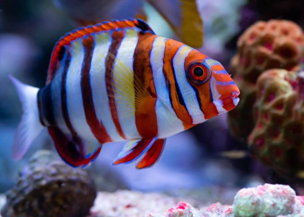 Wrasse: Harlequin Tusk; Aus.