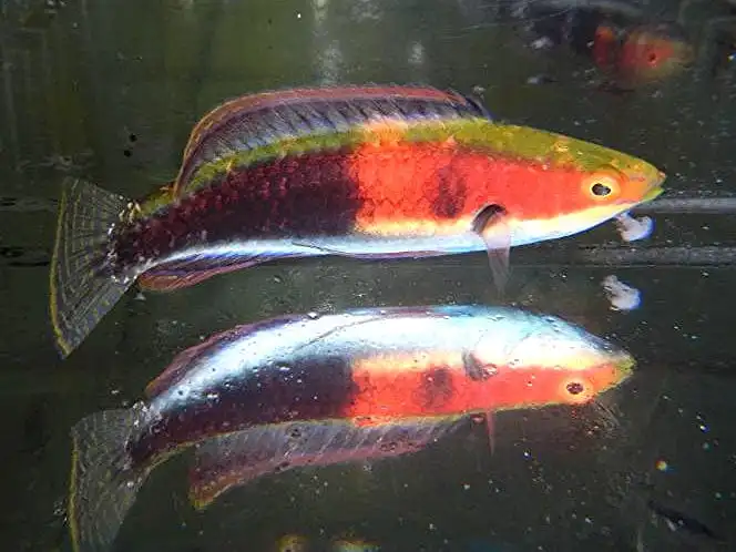 Wrasse: Katherines Fairy Wr.;