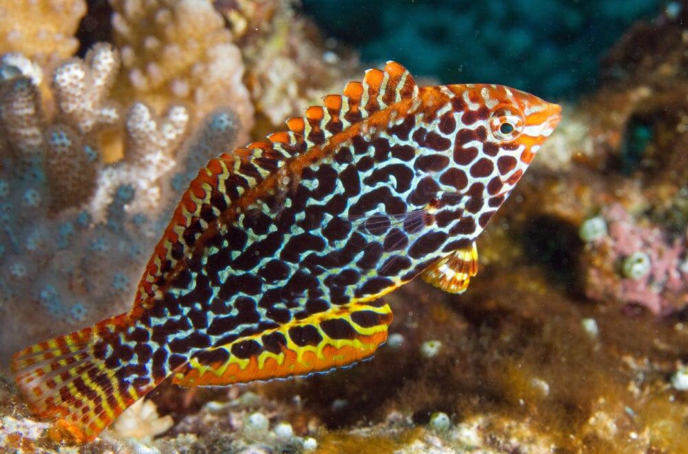 Wrasse: Leopard; Female