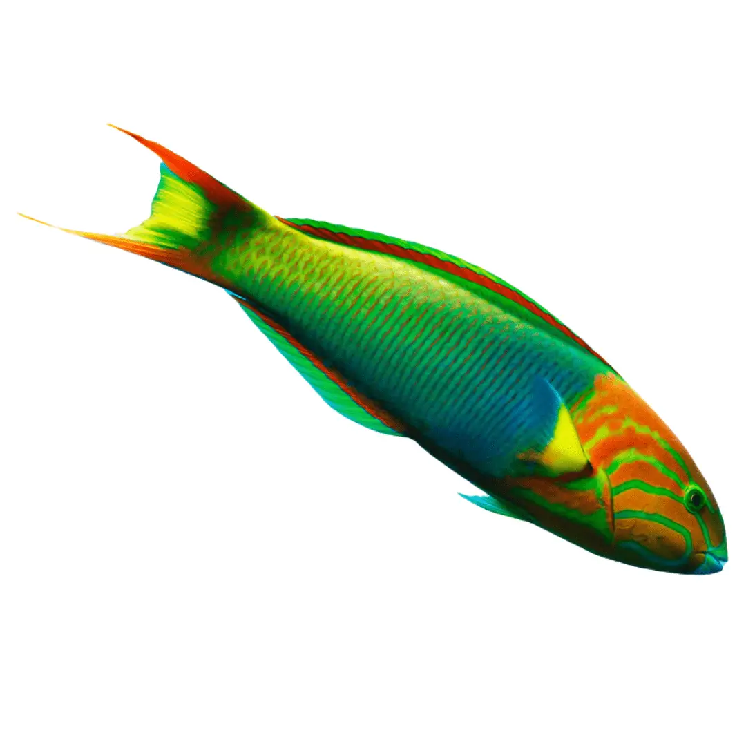 Wrasse: Lime Green (Sunset)
