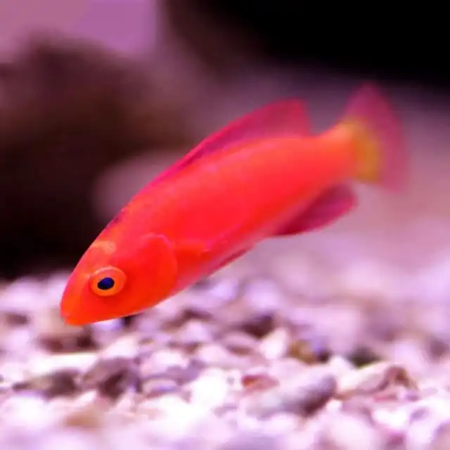 Wrasse: Magma Fairy; Male