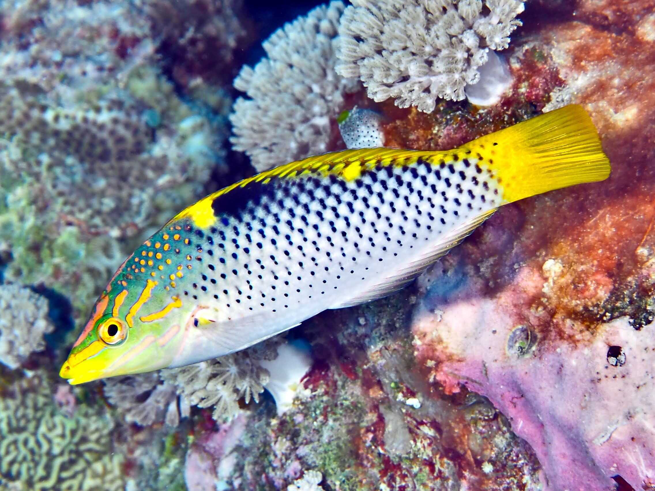 Wrasse: Marble; Fiji