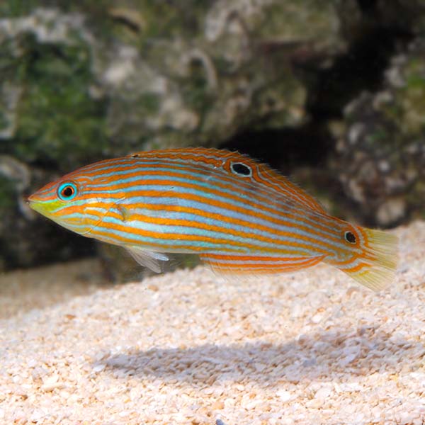 Wrasse: Melanarus; Female