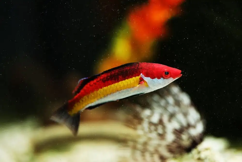 Wrasse: Naokos Fairy; Male