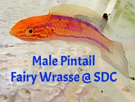 Wrasse: Pintail Fairy; Male