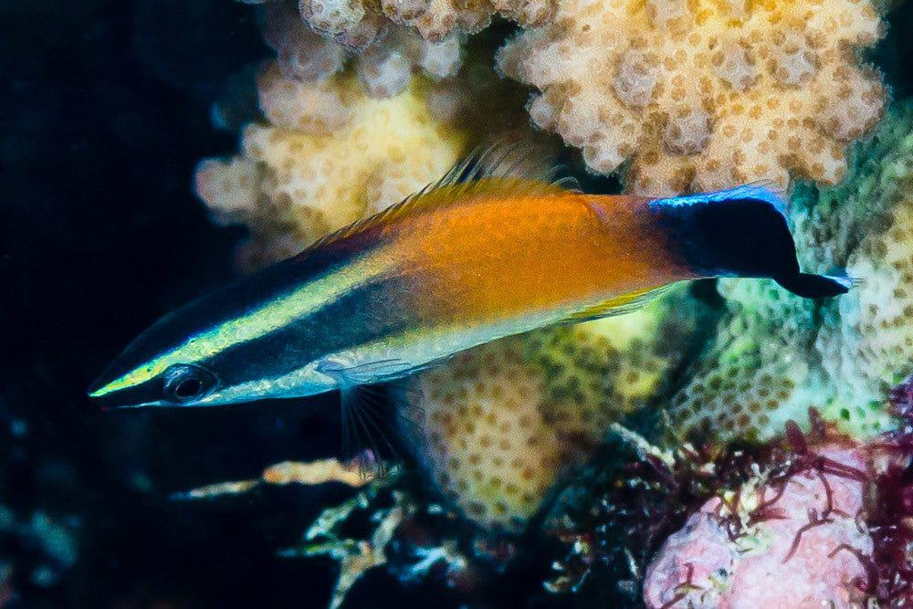 Wrasse: Red Lip Cleaner Wrasse