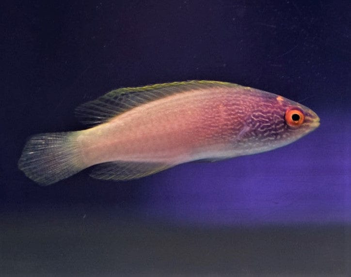 Wrasse: Rhomboid; Fem; Mar