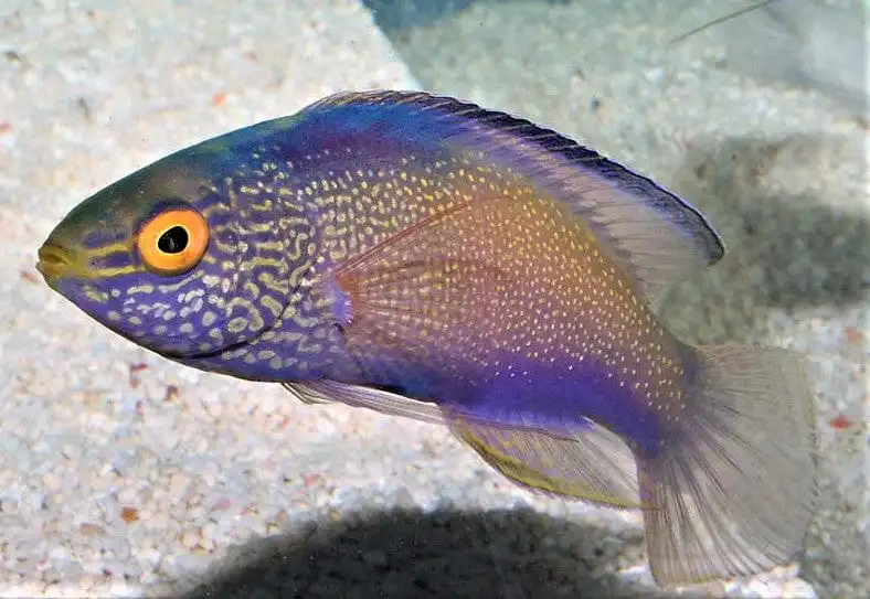 Wrasse: Rhomboid; Male; Mar