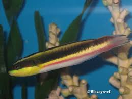 Wrasse: Rock; Mexico