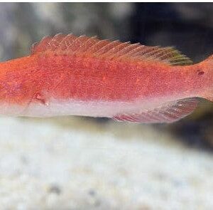 Wrasse: Ruby Finned Fairy; Fem.