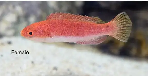 Wrasse: Ruby Finned Fairy; Fem.
