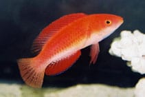 Wrasse: Ruby Finned Fairy; Male