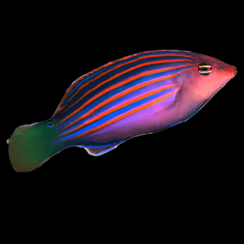 Wrasse: Six Line