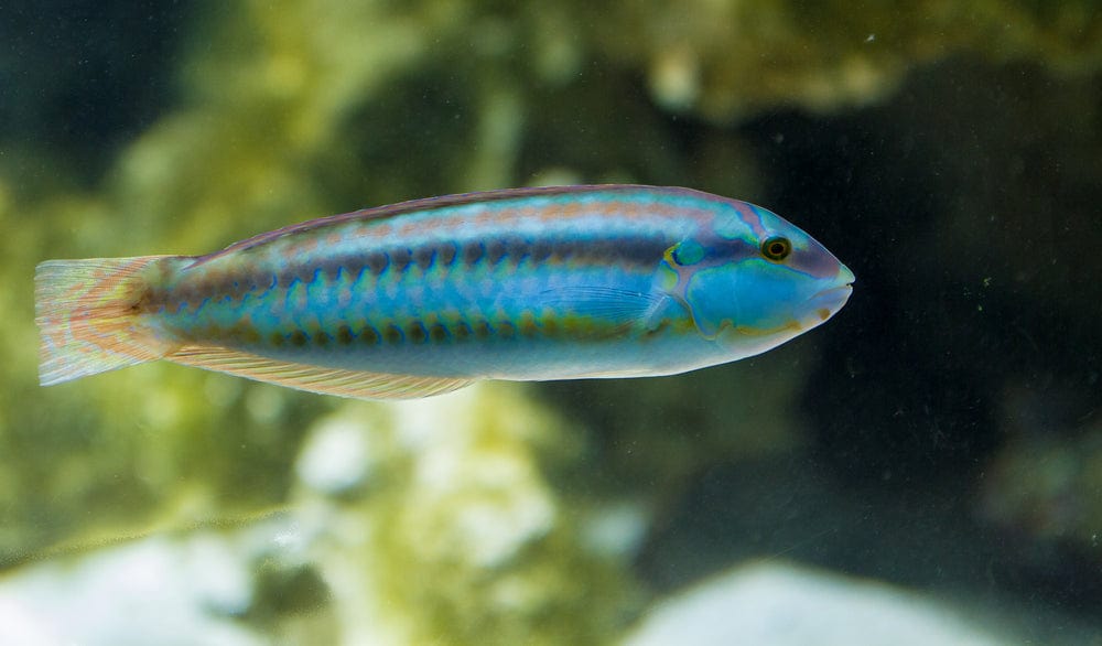 Wrasse: Slippery Dick; Atl.