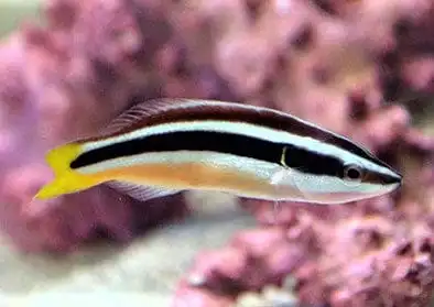 Wrasse: Yellowtail Cleaner