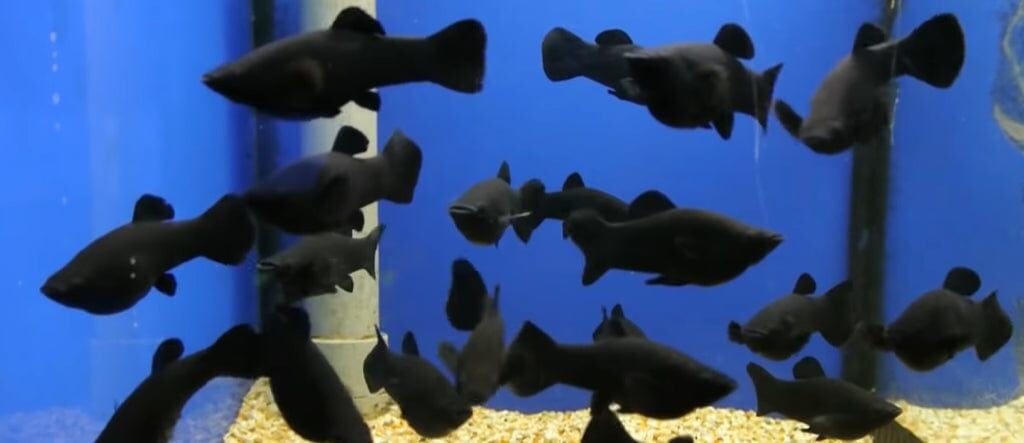 Misc. Fish: Black Molly; Saltwater