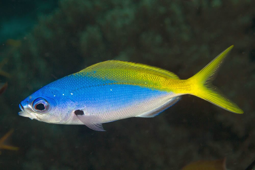 Misc. Fish: Fusilier: Assorted Color