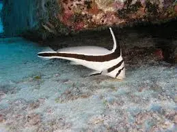 Misc. Fish: Jacknife Fish; Tank Raised