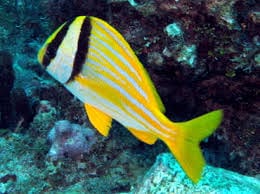 Misc. Fish: Porkfish; Atl.