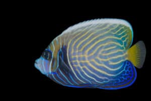 Angel: Imperator; Changing