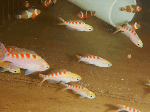 Anthias: Flavoguttatus