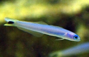 Goby: Blue Gudgeon