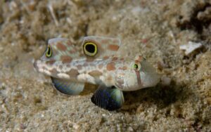 Goby: Twinspot (Signal)