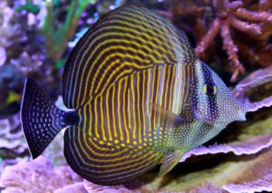 Tang: Desjardinii Sailfin
