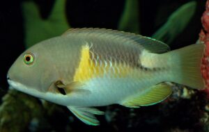 Wrasse: Anchor Tusk