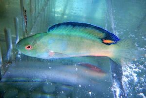Wrasse: Black Fin Fairy; Male