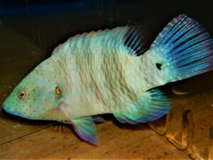 Wrasse: Broomtail; Juv; RS