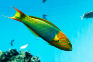 Wrasse: Lime Green (Sunset)