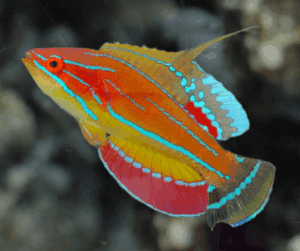 Wrasse: McCoskeri Flasher; Male
