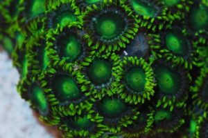 Polyp: Colony Rock (Zoa); Green Super