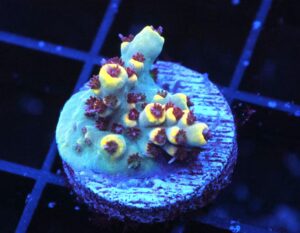 SDC Acro: WWC After Party Acro