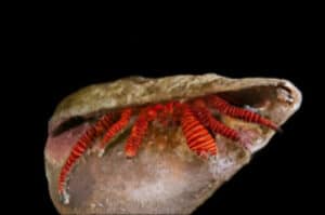 Crab: Orange Leg Hermit (Reef Safe)