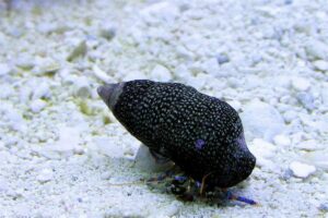 Crab: Blue Leg Reef Hermit