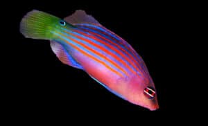 Wrasse: Six Line