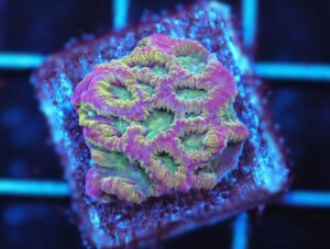 SDC Favites: Scorpion King Brai