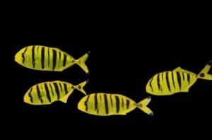 Misc. Fish: Pilotfish