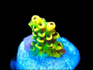 SDC Acro: Minion Mayhem